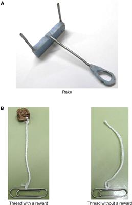 Training of Motion Control May Not Improve Tool-Manipulation Ability in Rats (Rattus norvegicus)